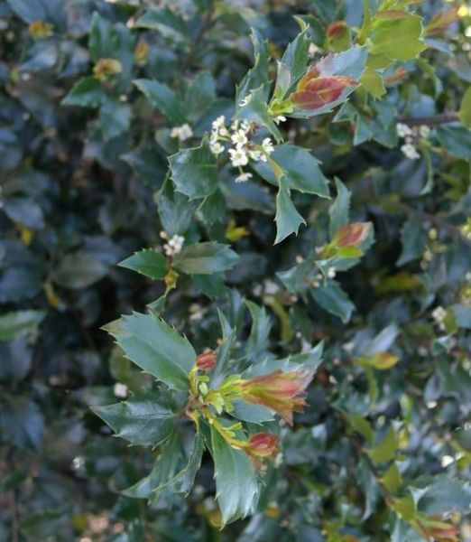 IIex meserveae 'Blue Maid'